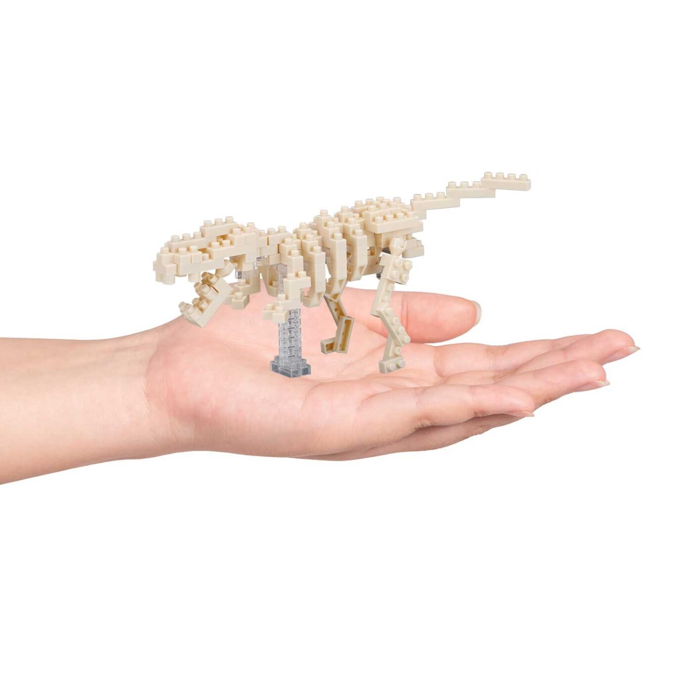 ティラノサウルス 骨格モデルの商品画像3