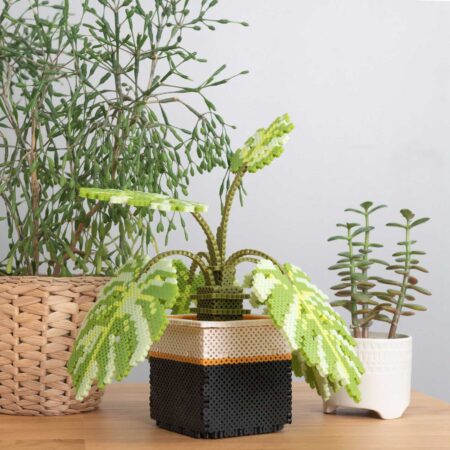 モンステラの商品画像5