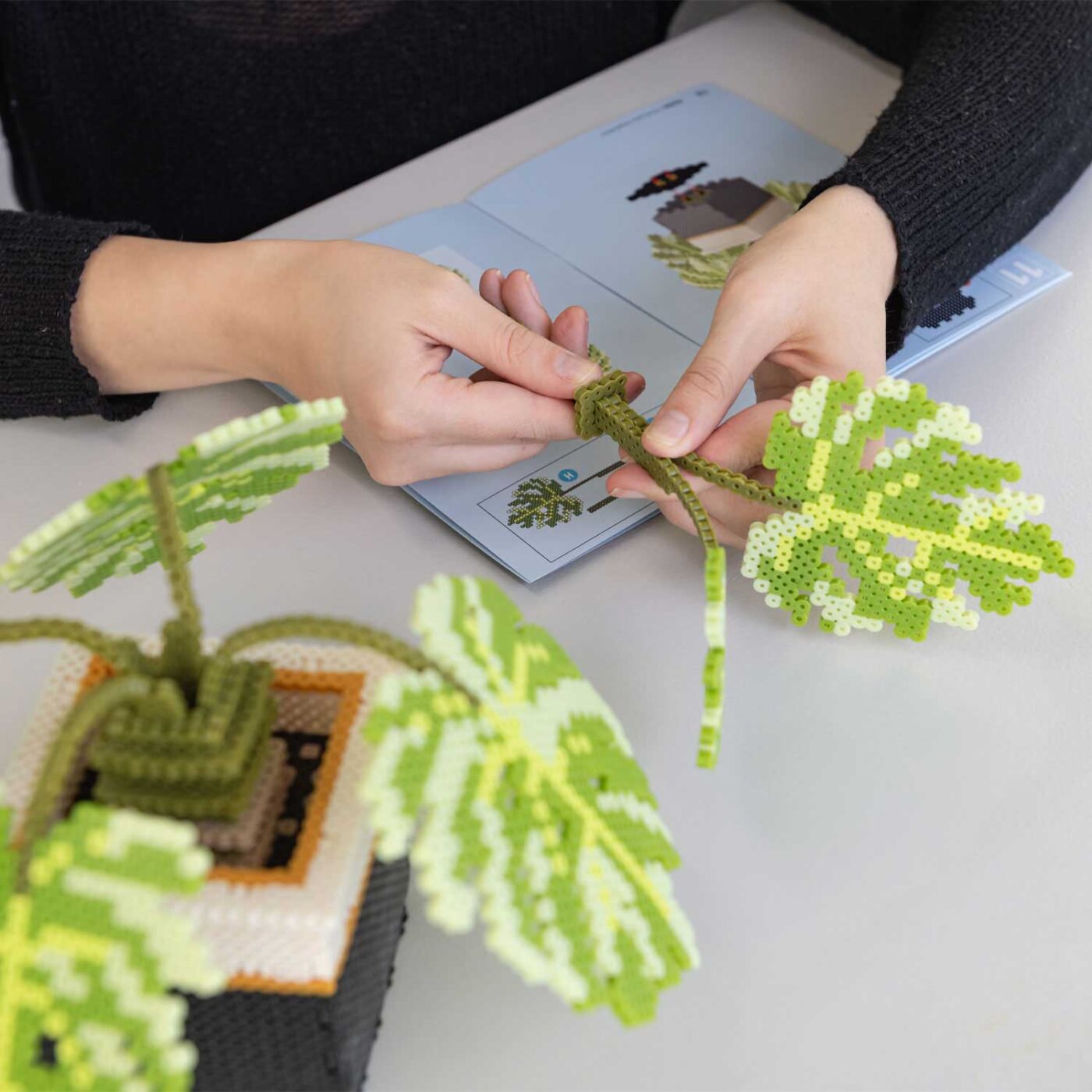 モンステラの商品画像6