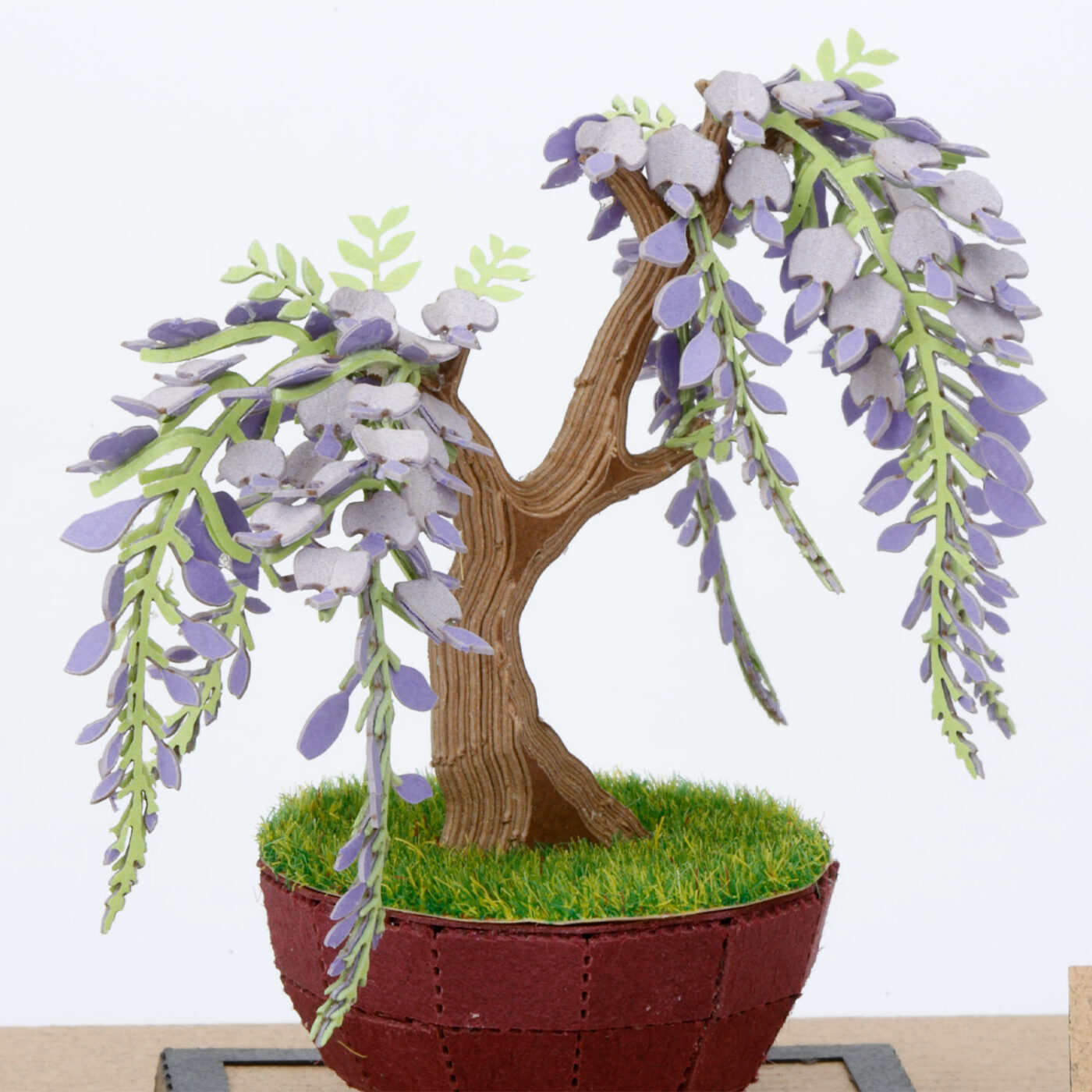 盆栽 藤の商品画像6