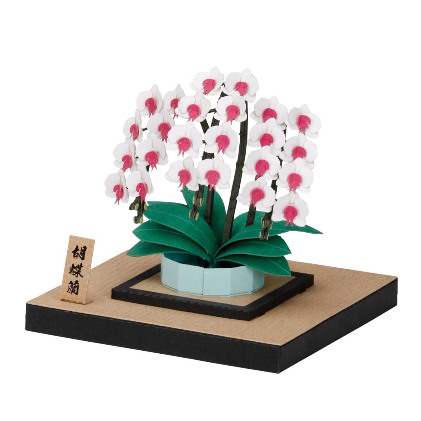 胡蝶蘭の商品画像2