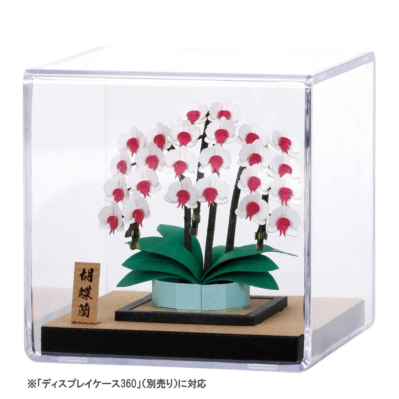 胡蝶蘭の商品画像5