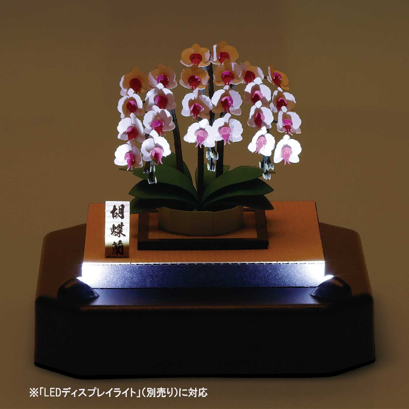 胡蝶蘭の商品画像6