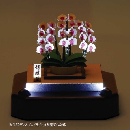 胡蝶蘭の商品画像6